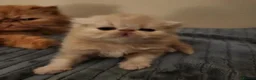 Persian cats for sale: Little Clouds of Softness–Persian Kittens for Sale in Norwich - Advert 13