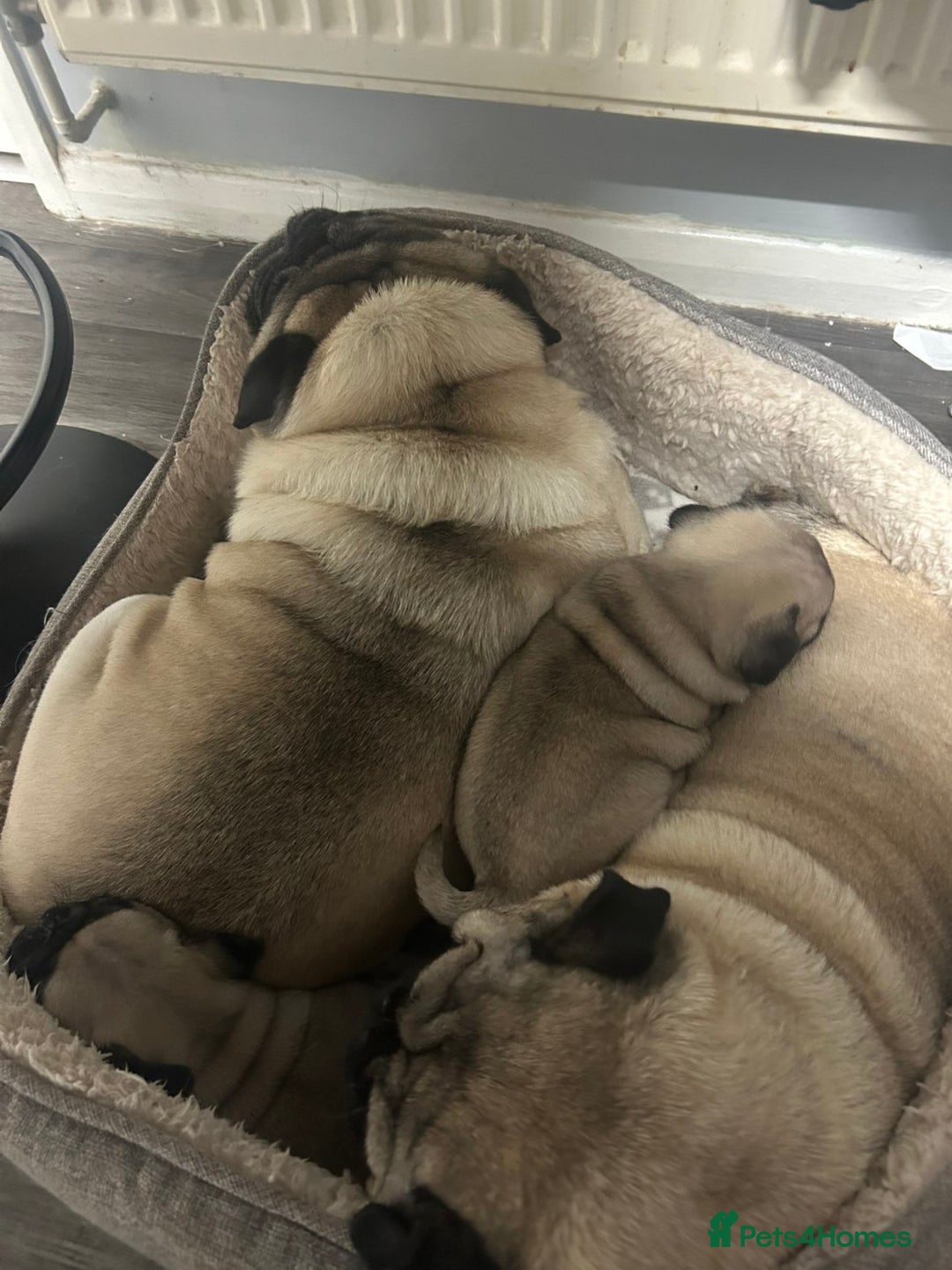 Pug dogs for sale: Gorgeous puppy pugs  - Advert 2