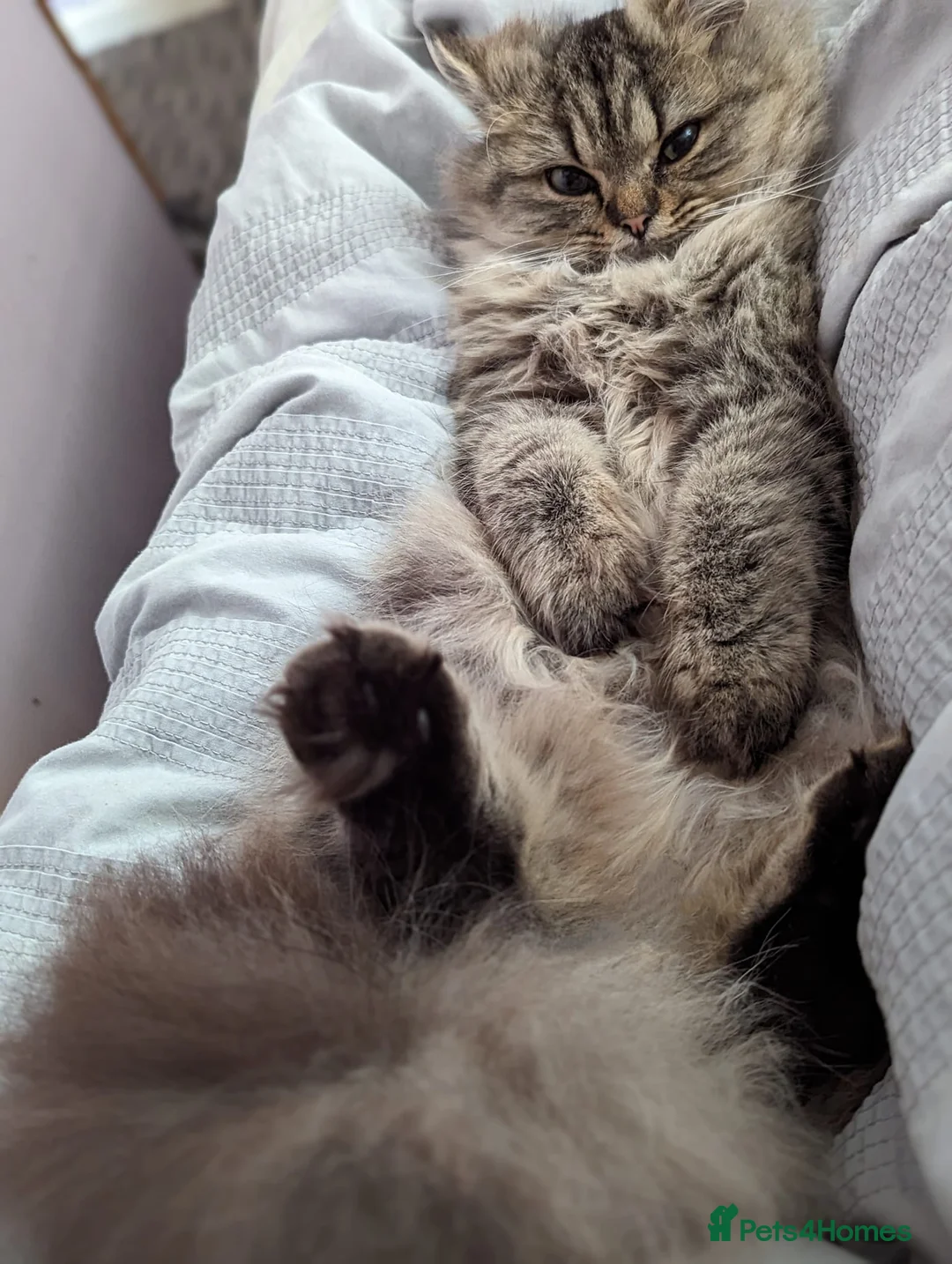 Persian cats for sale: Persian 4 year old Female Cat - Advert 3