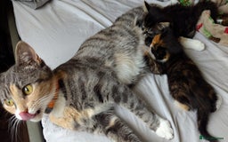 Domestic Shorthair cats for sale: 2 adorable kittens looking for loving home - Image 10