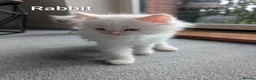 Ragdoll cats for sale: 5 ragdoll kittens  - Advert 2
