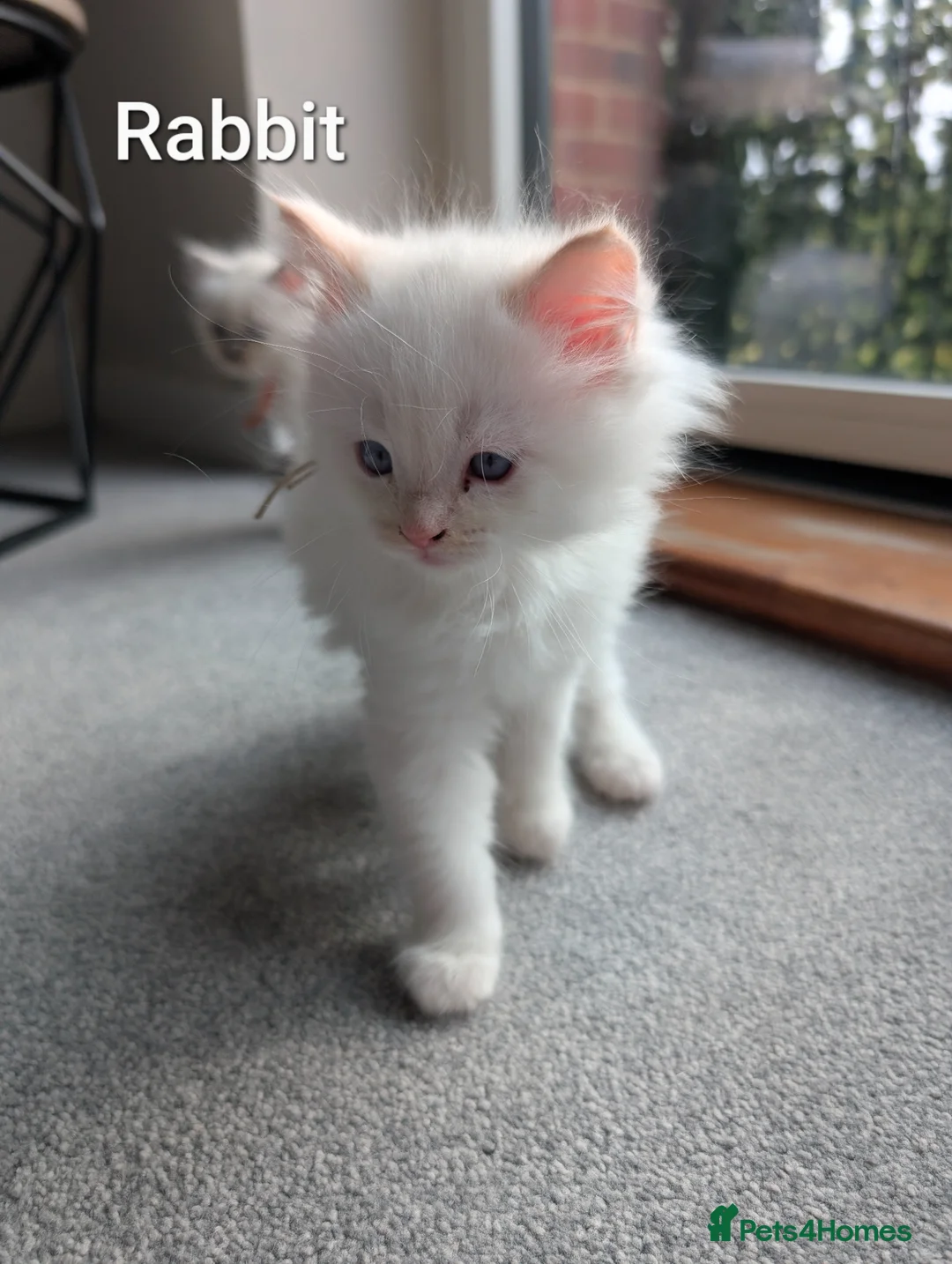 Ragdoll cats for sale: 5 ragdoll kittens  - Advert 2