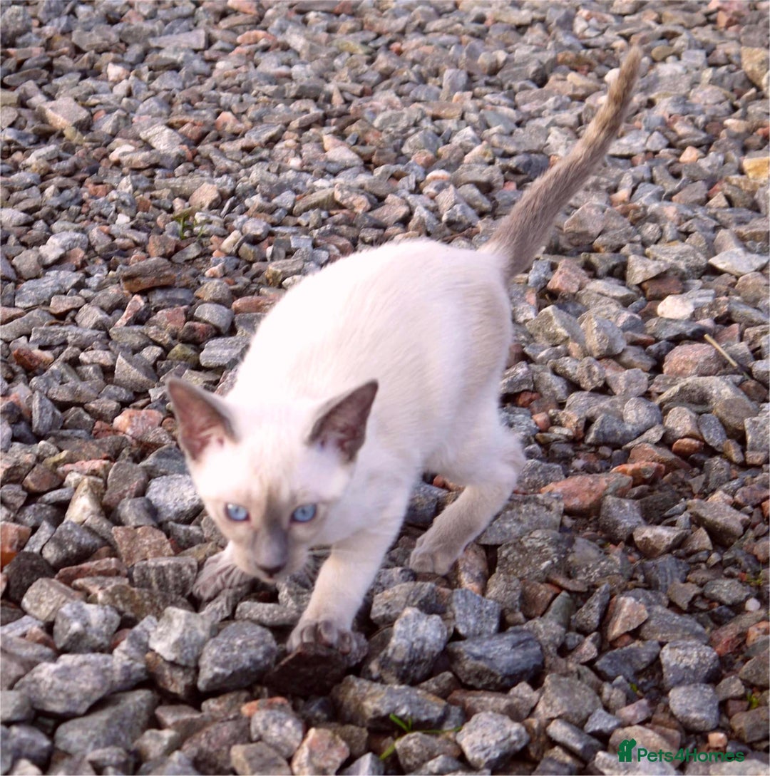 Siamese cats for sale: ADORABLE SIAMESE KITTENS - Advert 10