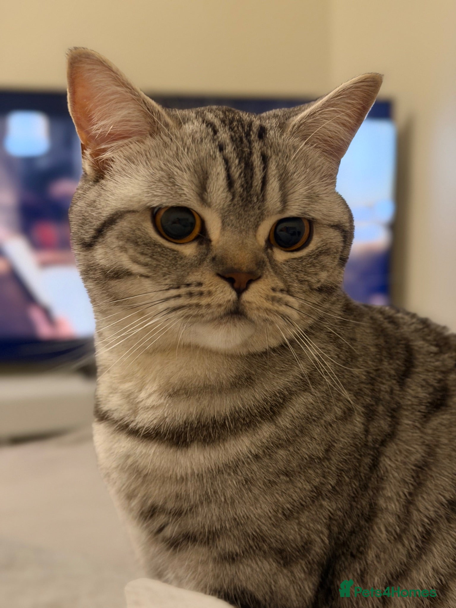 Scottish Fold cats Bristhis Short Hair for Sale  - Advert 1