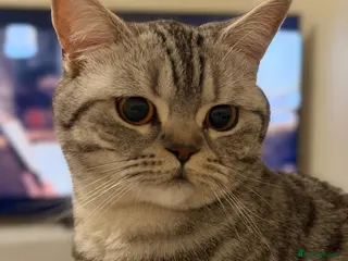 Scottish Fold cats British Shorthair for Sale - Advert 1