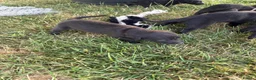 Mixed Breed dogs for sale: Beautiful Bedlington Whippet First Cross Puppies - Advert 4