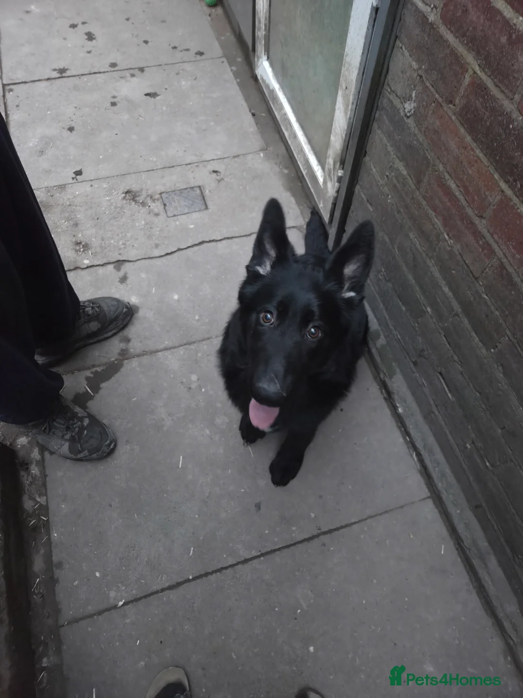 German Shepherd dogs for sale: 2 Female Black German shepherds zara and Nala - Advert 2