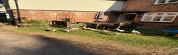 Ducks poultry for sale: 14 Indian Runner Duck Flock Looking for a New Home in Hereford - Advert 6