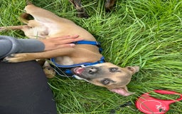 Mixed Breed dogs for sale: Staffy X Jack looking forever home. - Image 3