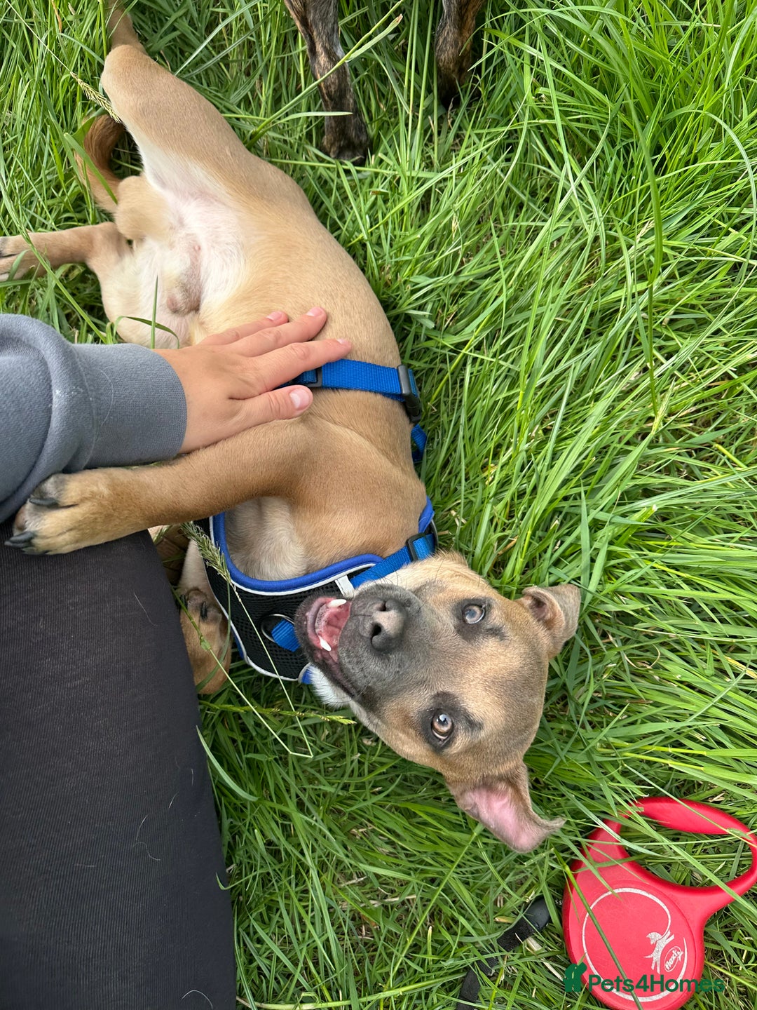 Mixed Breed dogs for sale: Staffy X Jack looking forever home. - Image 3