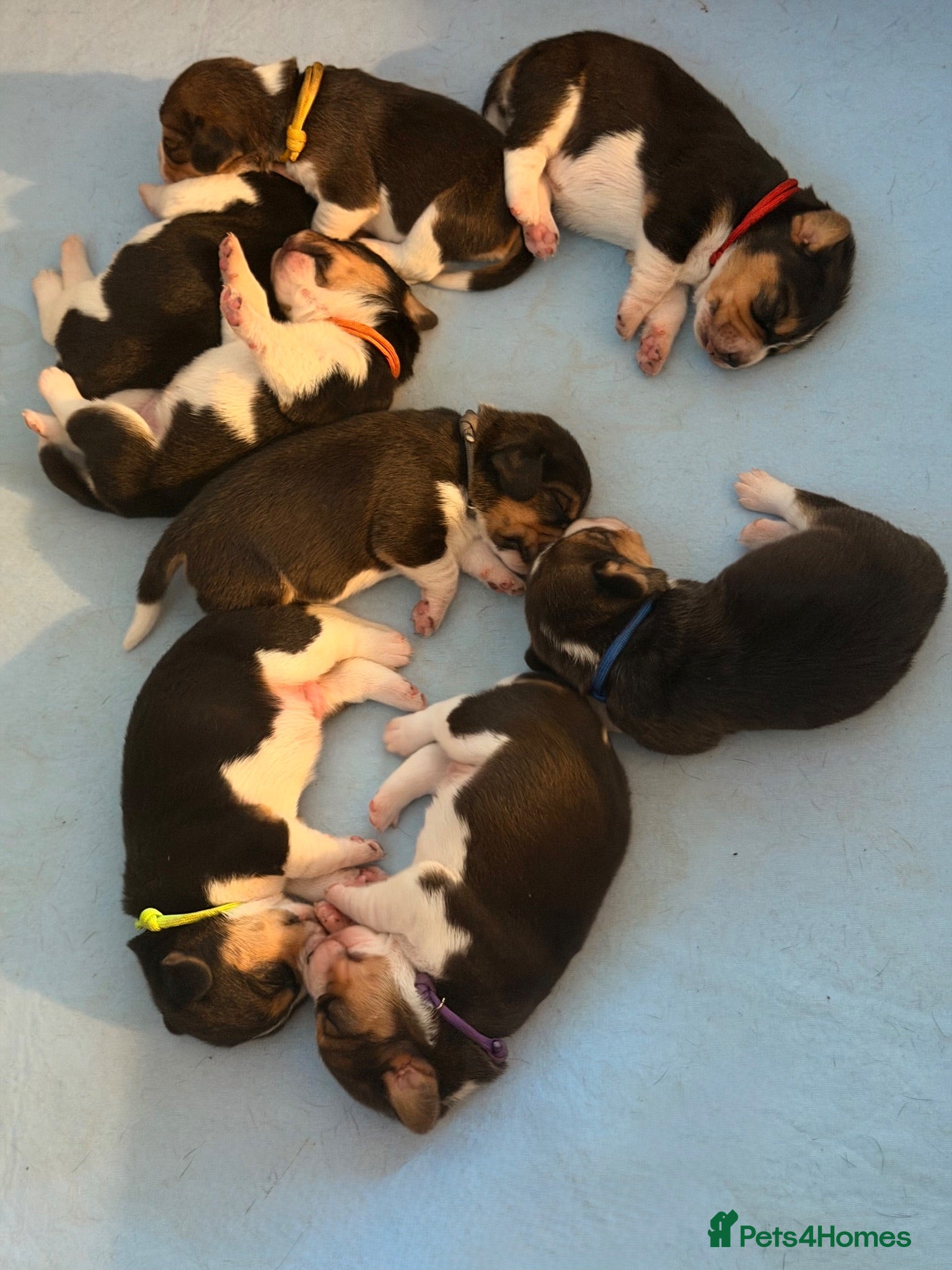 Beagle dogs Beagle – Beautiful Traditional Tri-Colour Beagles - Advert 7