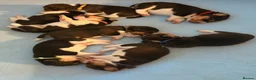 Beagle dogs for sale: Beagle – Beautiful Traditional Tri-Colour Beagles - Advert 1