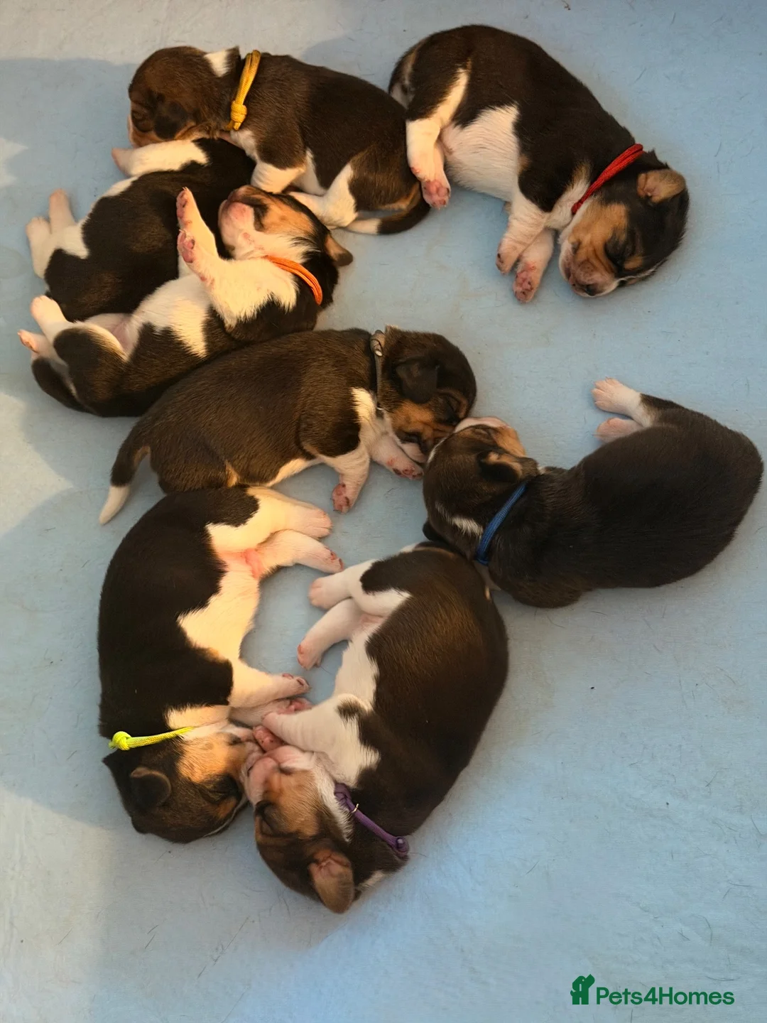 Beagle dogs for sale: Beagle – Beautiful Traditional Tri-Colour Beagles - Advert 1