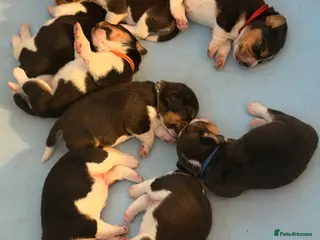 Beagle dogs Beagle – Beautiful Traditional Tri-Colour Beagles - Advert 6