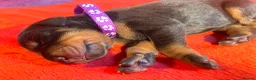 Dobermann dogs for sale: *KC REGISTERED* HEALTH TESTED DOBERMAN PUPPIES* in Rossendale - Advert 23