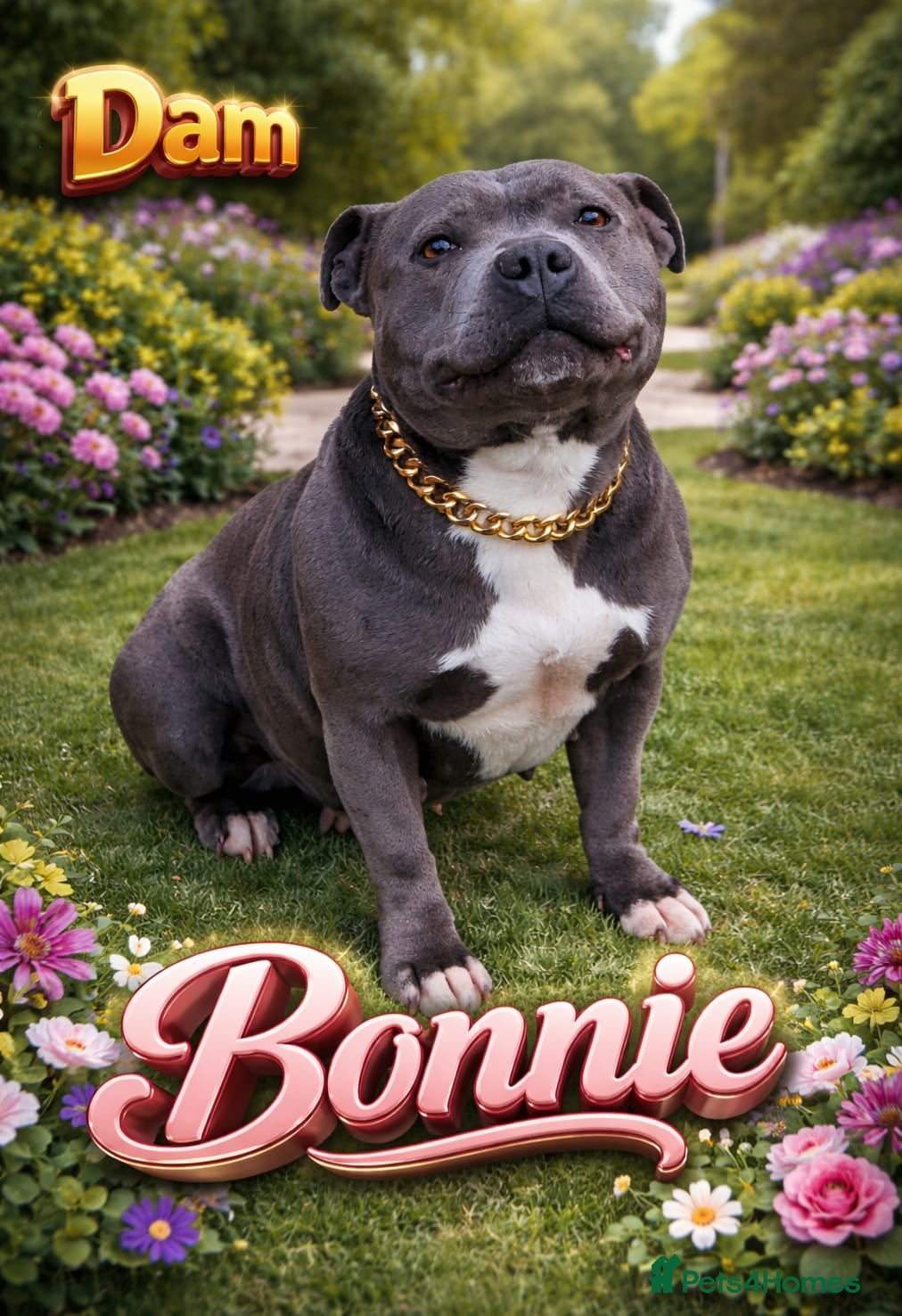 Staffordshire Bull Terrier dogs Pregnancy confirmation for kc blue staffys - Advert 1