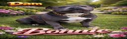 Staffordshire Bull Terrier dogs for sale: Pregnancy confirmation for kc blue staffys - Advert 1