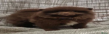 Pomeranian Puppy 4