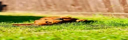 Dachshund dogs for sale: Dachshund for rehoming - Advert 2