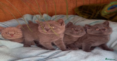 British Shorthair cats - Advert 12