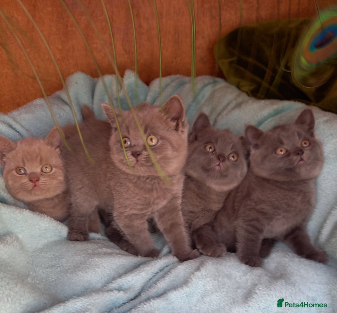 British Shorthair cats for sale: Super GCCF Registered Kittens - Image 4