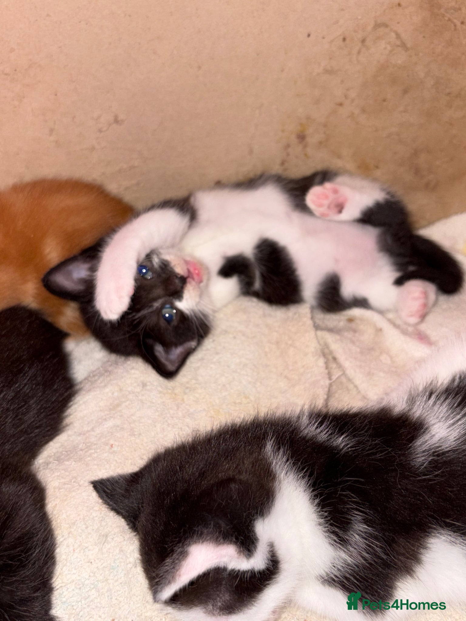 Mixed Breed cats Beautiful kittens  - Advert 1