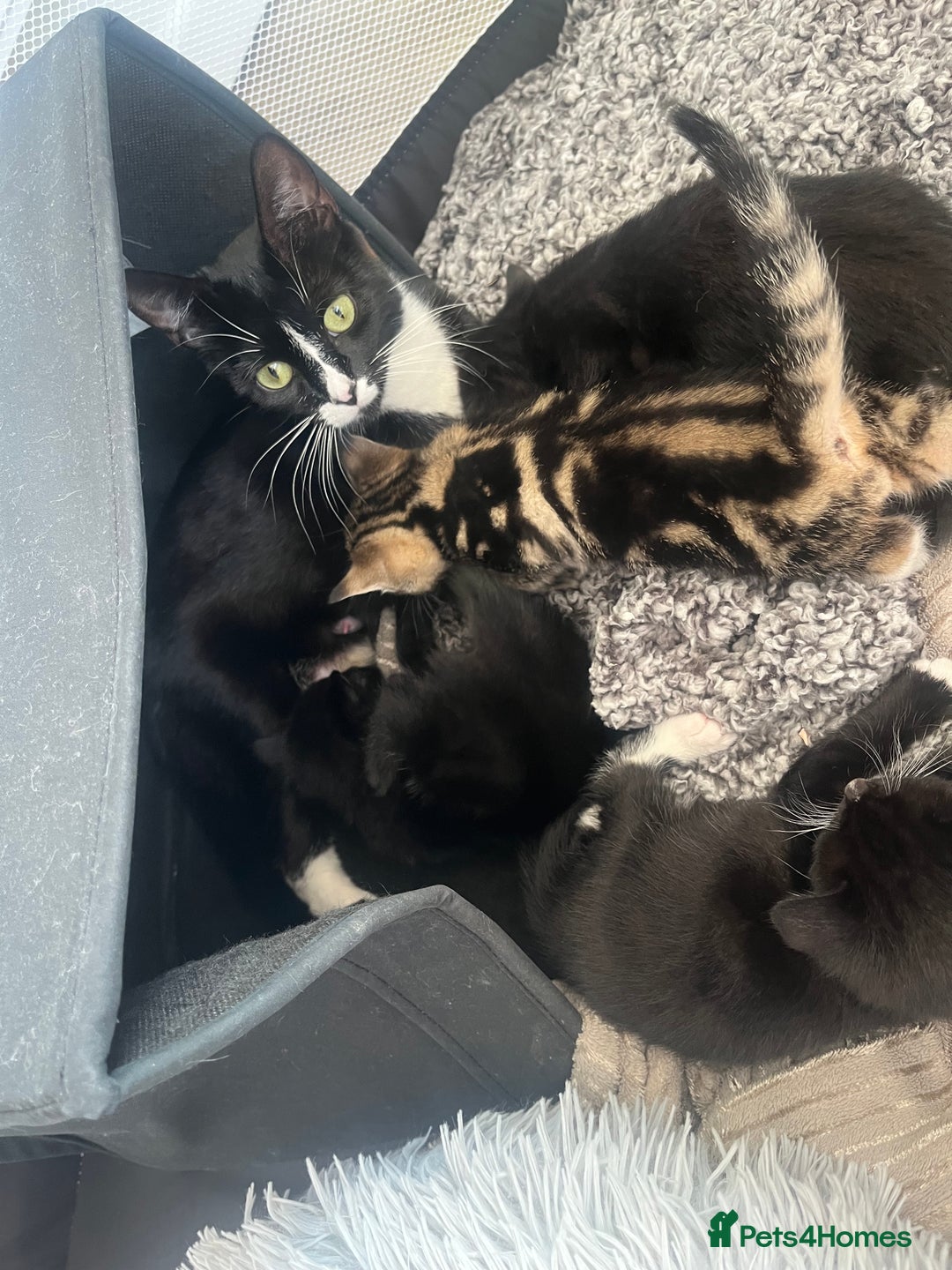 Mixed Breed cats for sale: Gorgeous short hair British Kittens  - Image 7