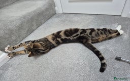 Domestic Shorthair cats for sale: Majestic Cat looking for a loving home - Image 12