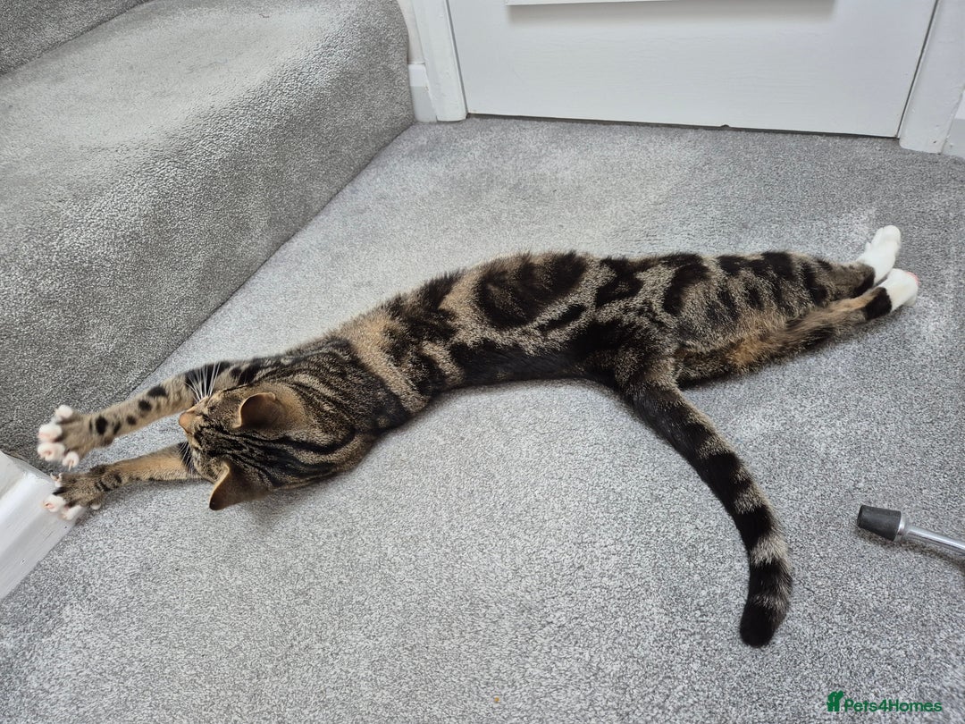 Domestic Shorthair cats for sale: Majestic Cat looking for a loving home - Image 12