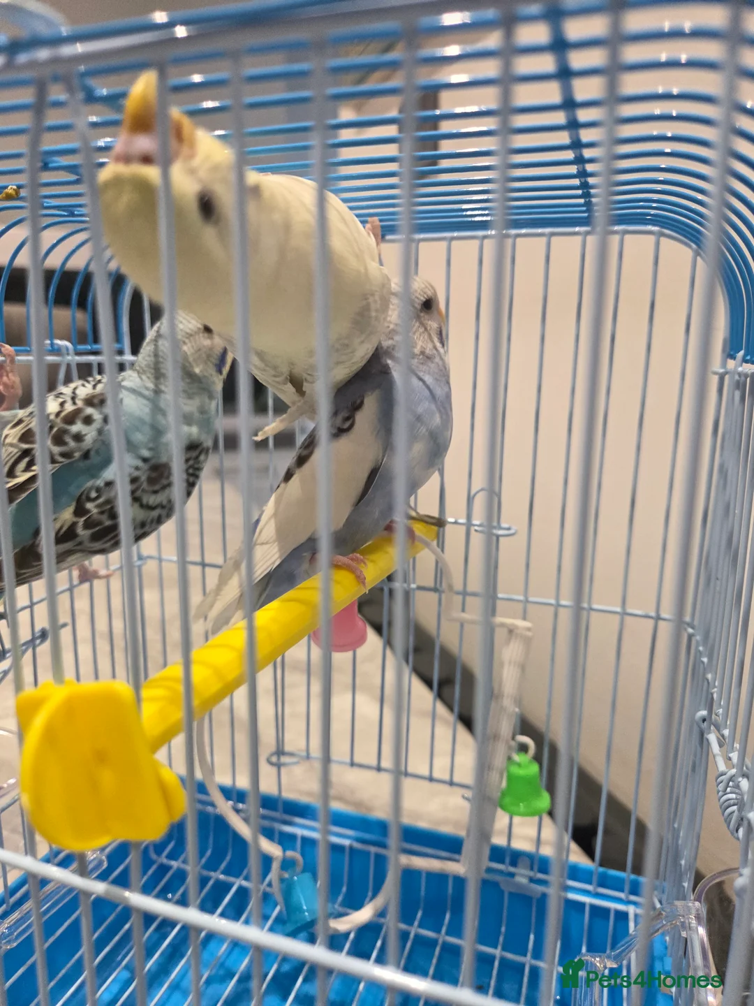 Budgerigars birds for sale:  budgies for sale - Advert 4