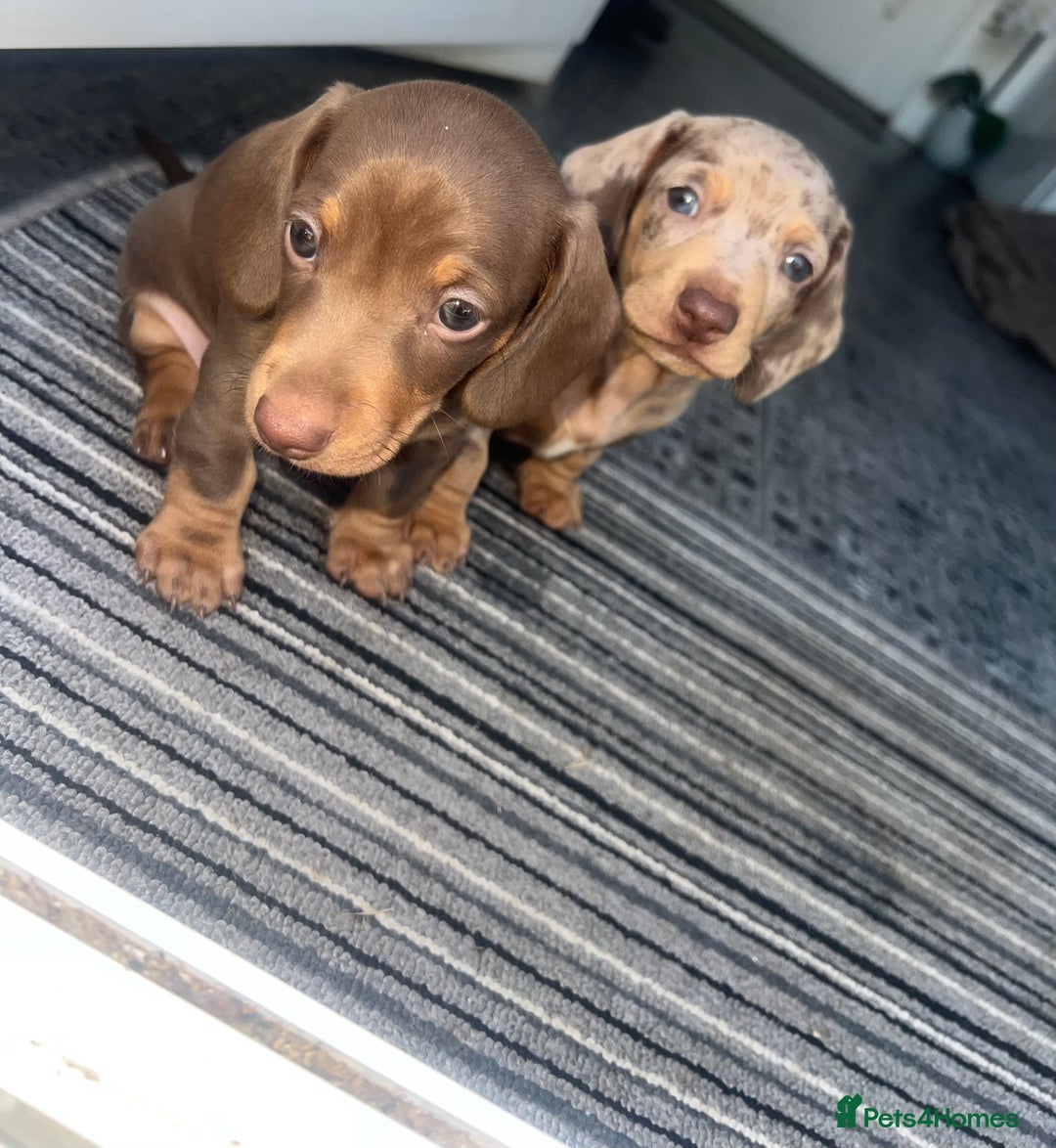 Miniature Dachshund dogs for sale: Last boy(Miniature Dachshunds)  - Image 11