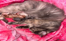 Persian cats for sale: Persian cross Maine coon  - Image 2