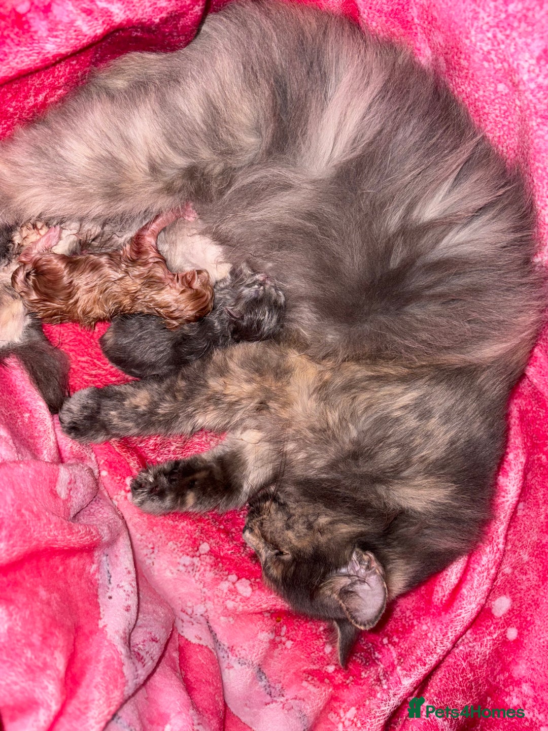 Persian cats for sale: Persian cross Maine coon  - Image 2