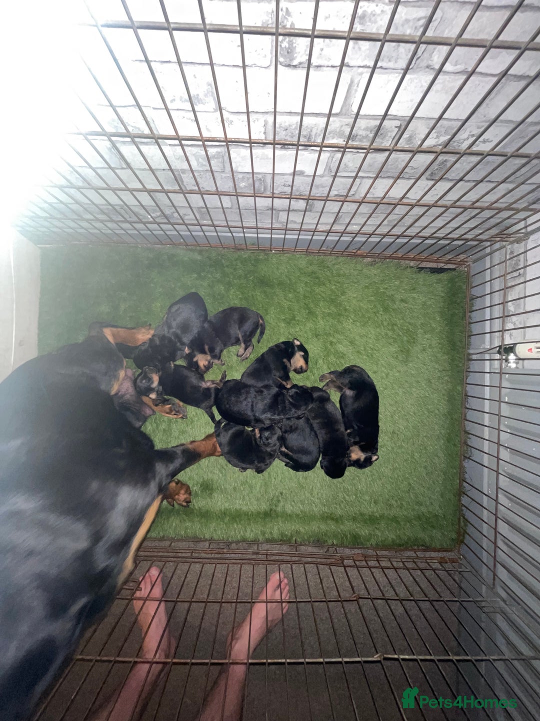 Rottweiler dogs for sale: Rottweiler/rotty puppies - Image 2