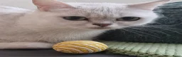 British Shorthair cats for sale: Last 2 Female Tabby BSH Friendly Vac GCCF Pedigree - Advert 11