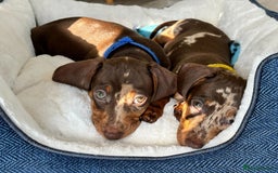 Miniature Dachshund dogs for sale: 💛 Loving Dapple Miniature Dachshund Pair 💛 - Image 4