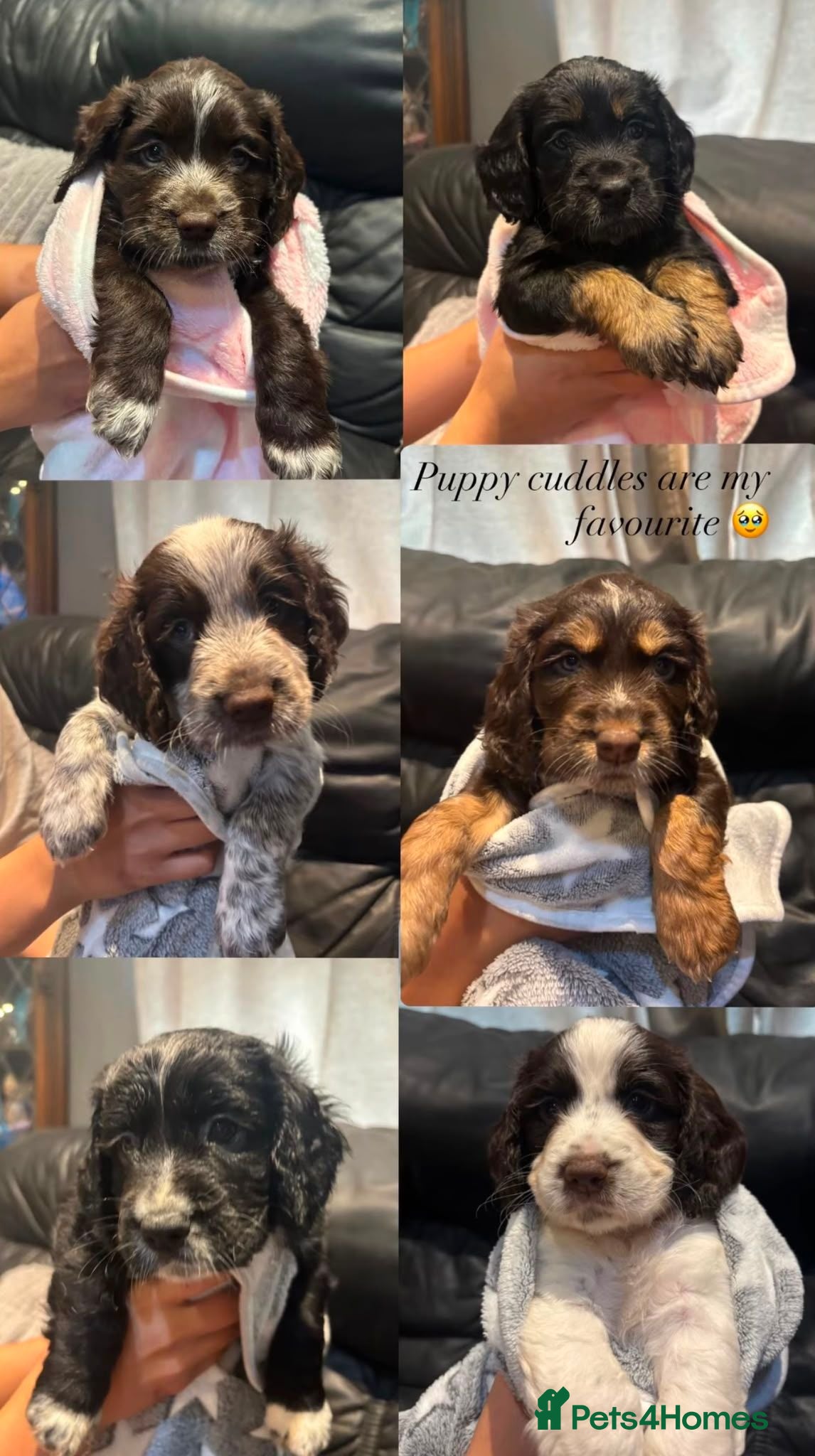 Cocker Spaniel dogs Stunning kc registered working cocker spaniels - Advert 9