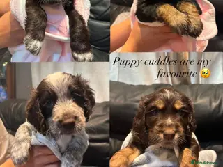 Cocker Spaniel dogs Stunning kc registered working cocker spaniels - Advert 9