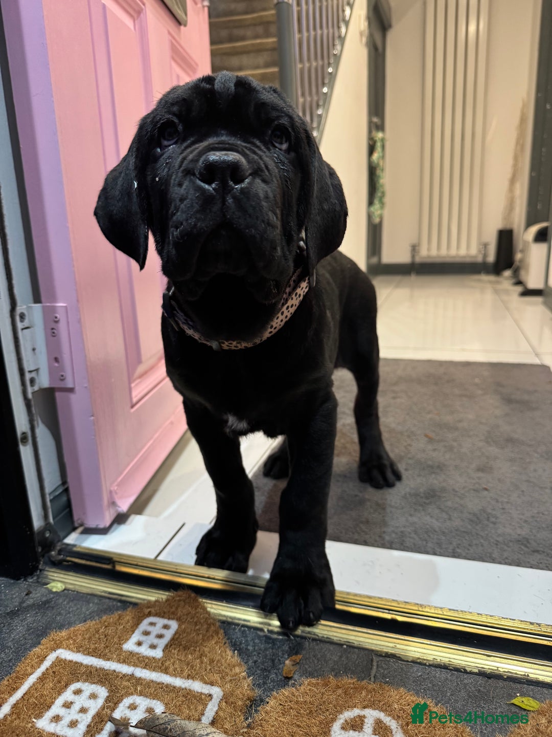 Neapolitan Mastiff dogs for sale:  3 black girl Neapolitan mastiff puppie Newcastle  - Advert 10