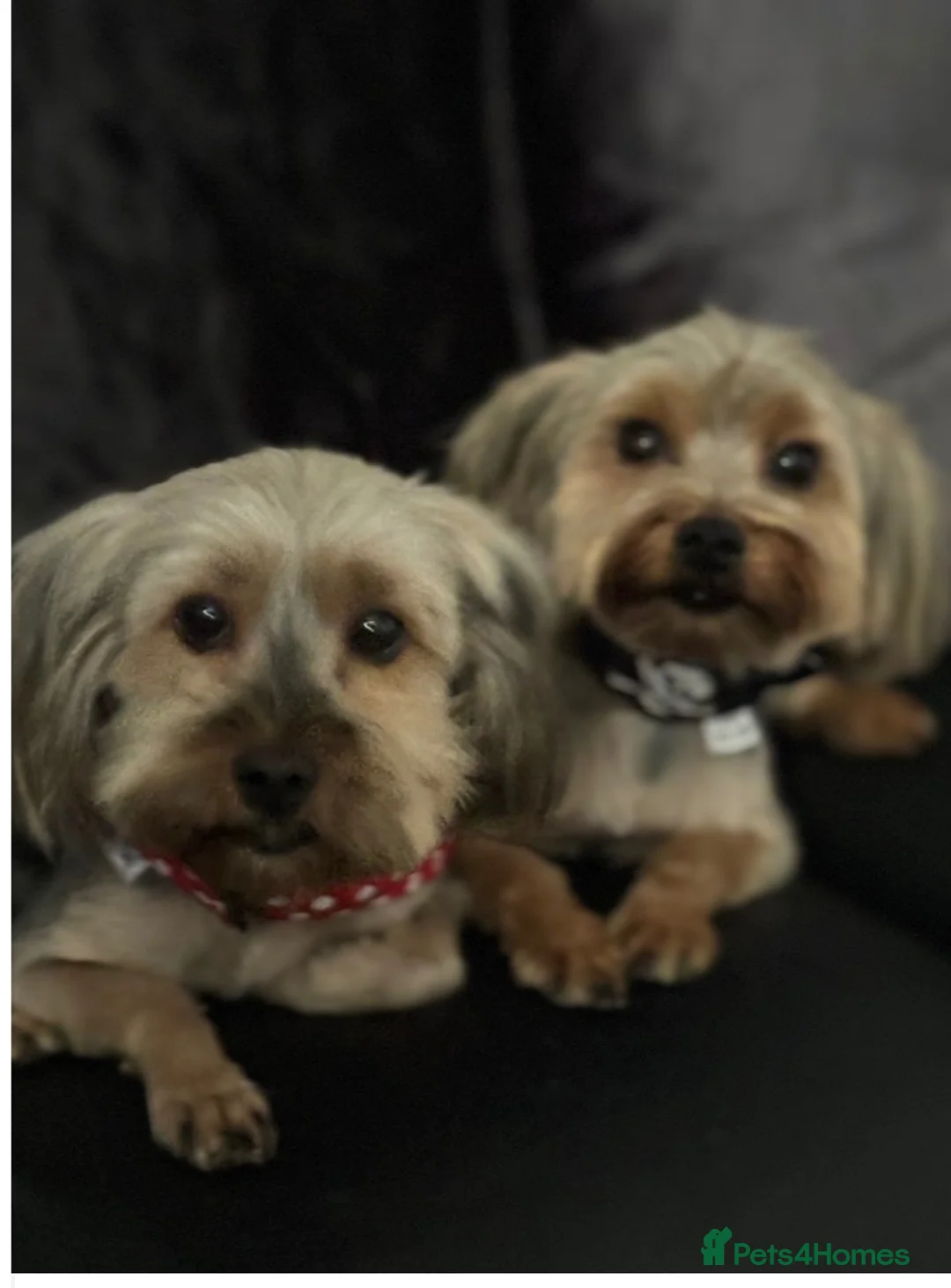 Yorkshire Terrier dogs for sale: L@@k 2 beautiful Yorkshire terrier puppies 4 sale - Advert 2