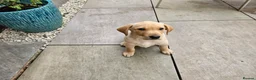 Labrador Retriever dogs for sale: Working Labrador puppies  - Advert 5