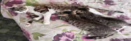 Mixed Breed cats for sale: Kittens  - Advert 2