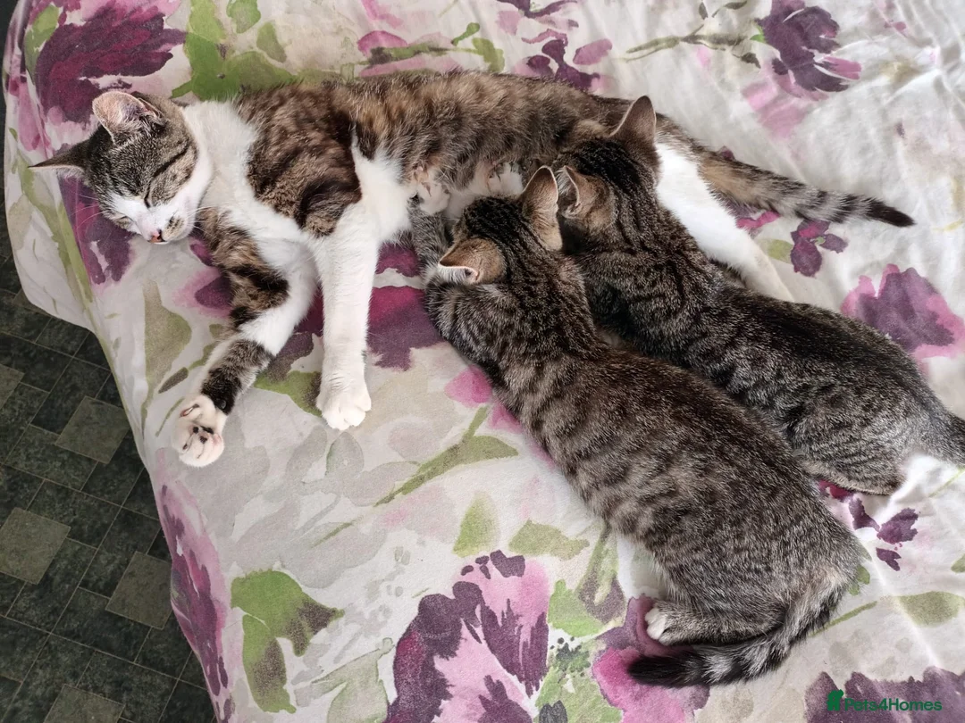 Mixed Breed cats for sale: Kittens  - Advert 2