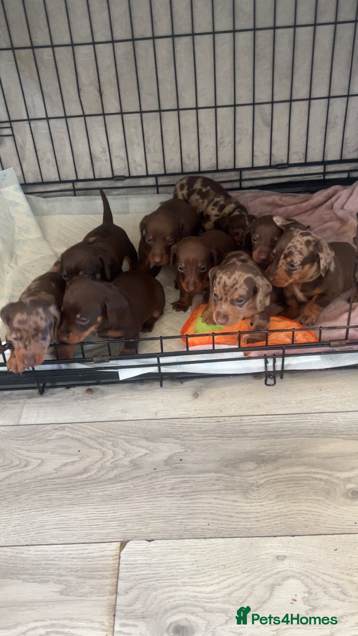 Miniature Dachshund dogs Miniture dachshund  - Advert 5