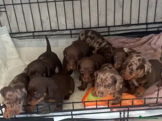 Miniature Dachshund dogs Miniture dachshund - Advert 5