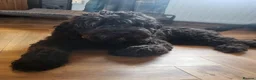 Mixed Breed dogs for adoption: ARTIE  - Advert 7