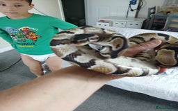Python Snake reptiles for sale: Ball python for sale - Image 3