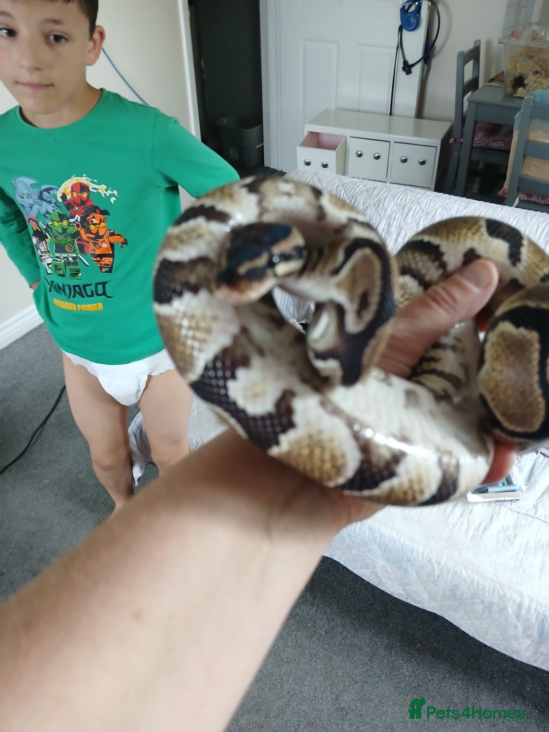 Python Snake reptiles for sale: Ball python for sale - Image 3
