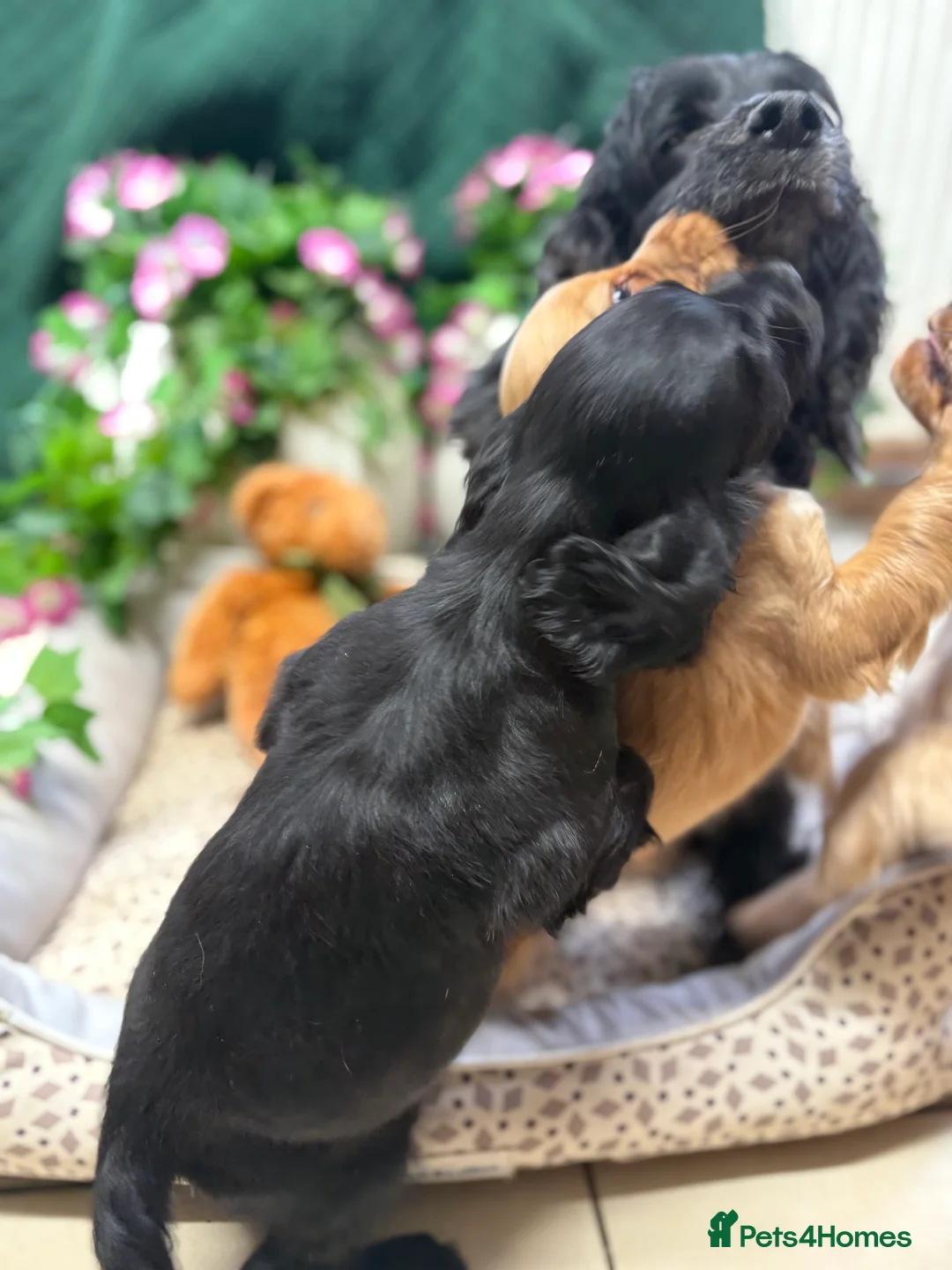 Cocker Spaniel dogs for sale: Show type cocker spaniels  - Advert 2