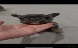 French Bulldog dogs for sale: Beautiful Boy Frenchie Puppy - Image 17
